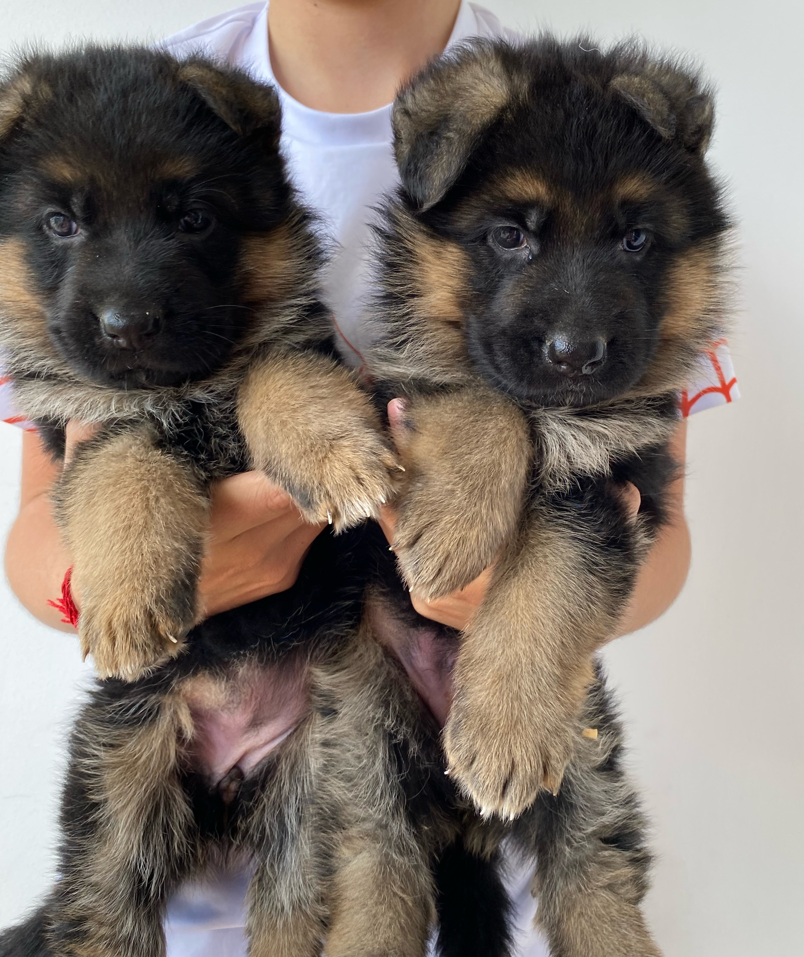 Cachorros Pastor Alemán