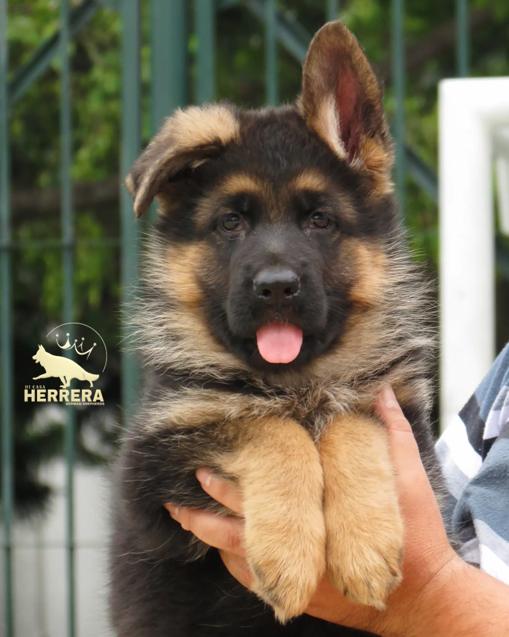 Cachorro Pastor Alemán