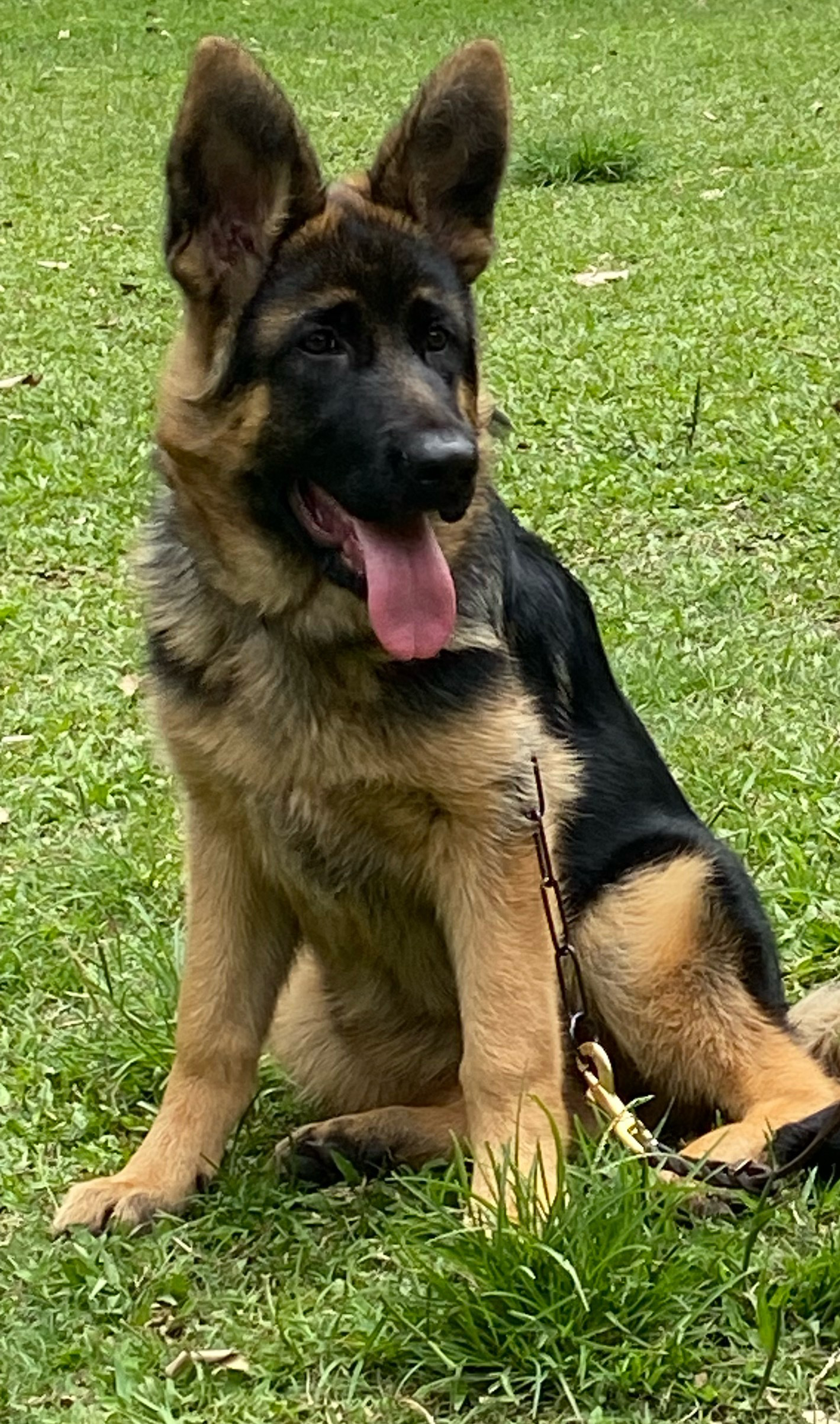 Pastor Alemán