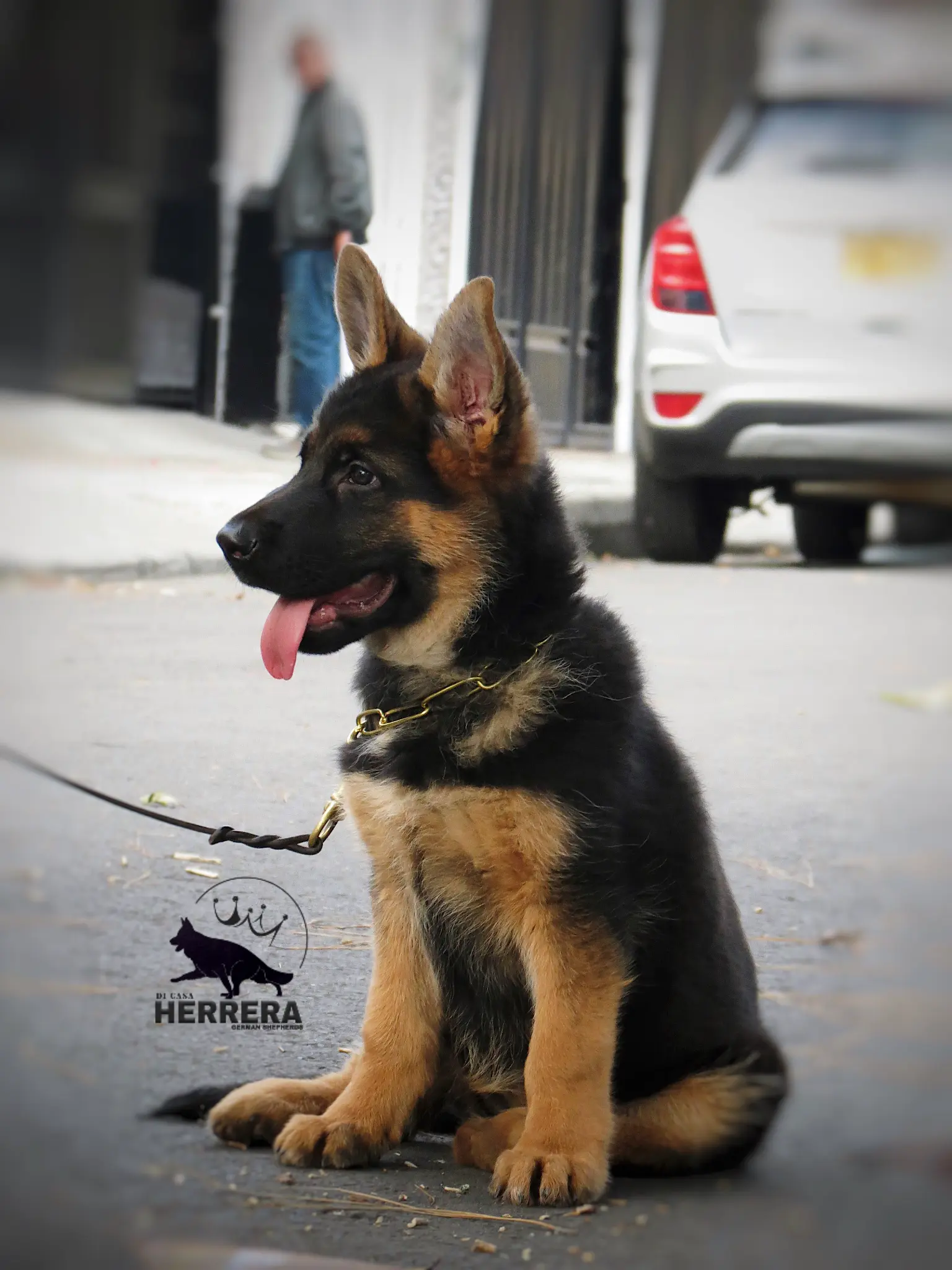 Cachorro Pastor Alemán