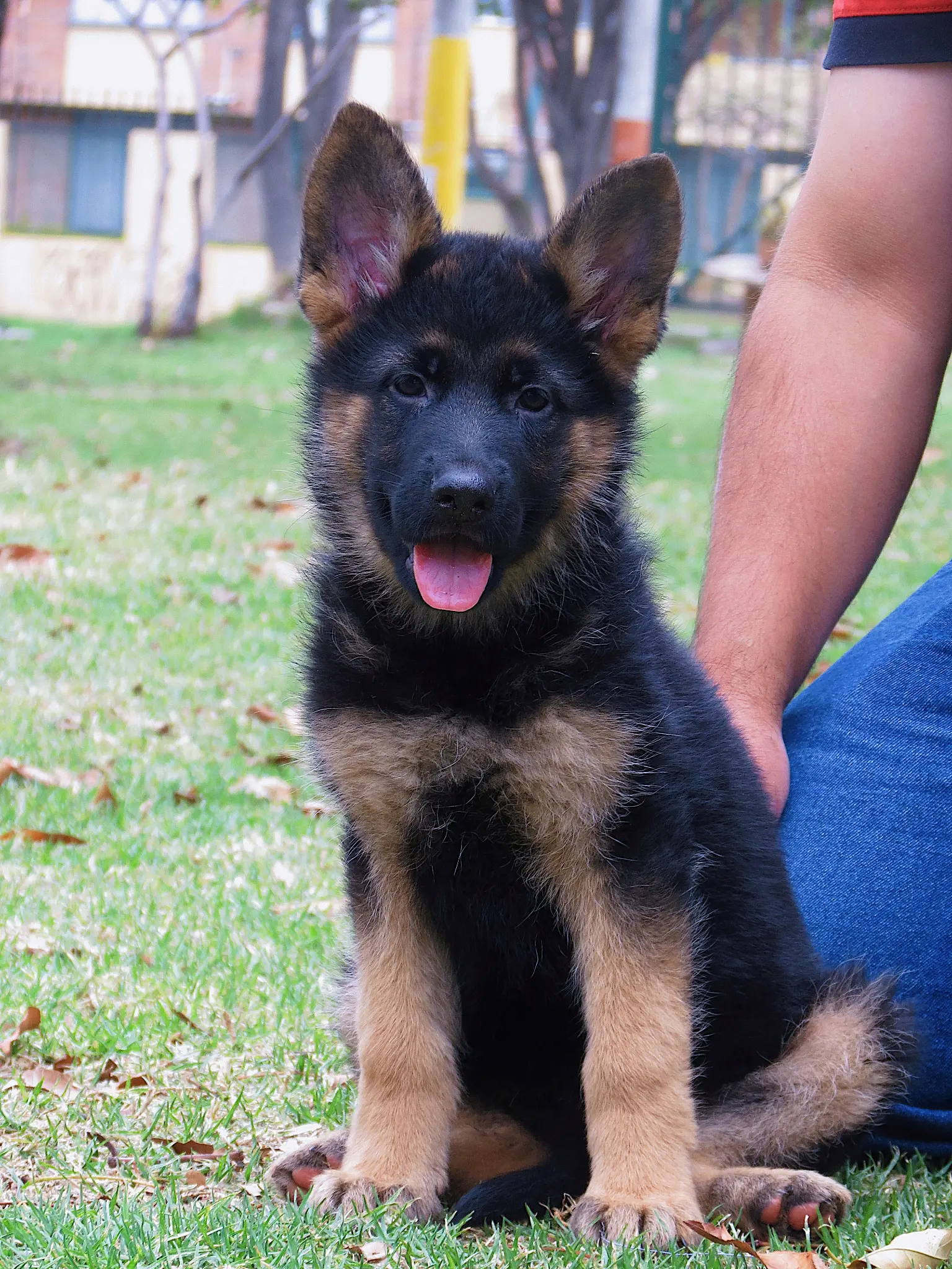 Cachorro Pastor Alemán