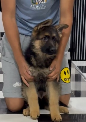 Cachorro Disponible 2