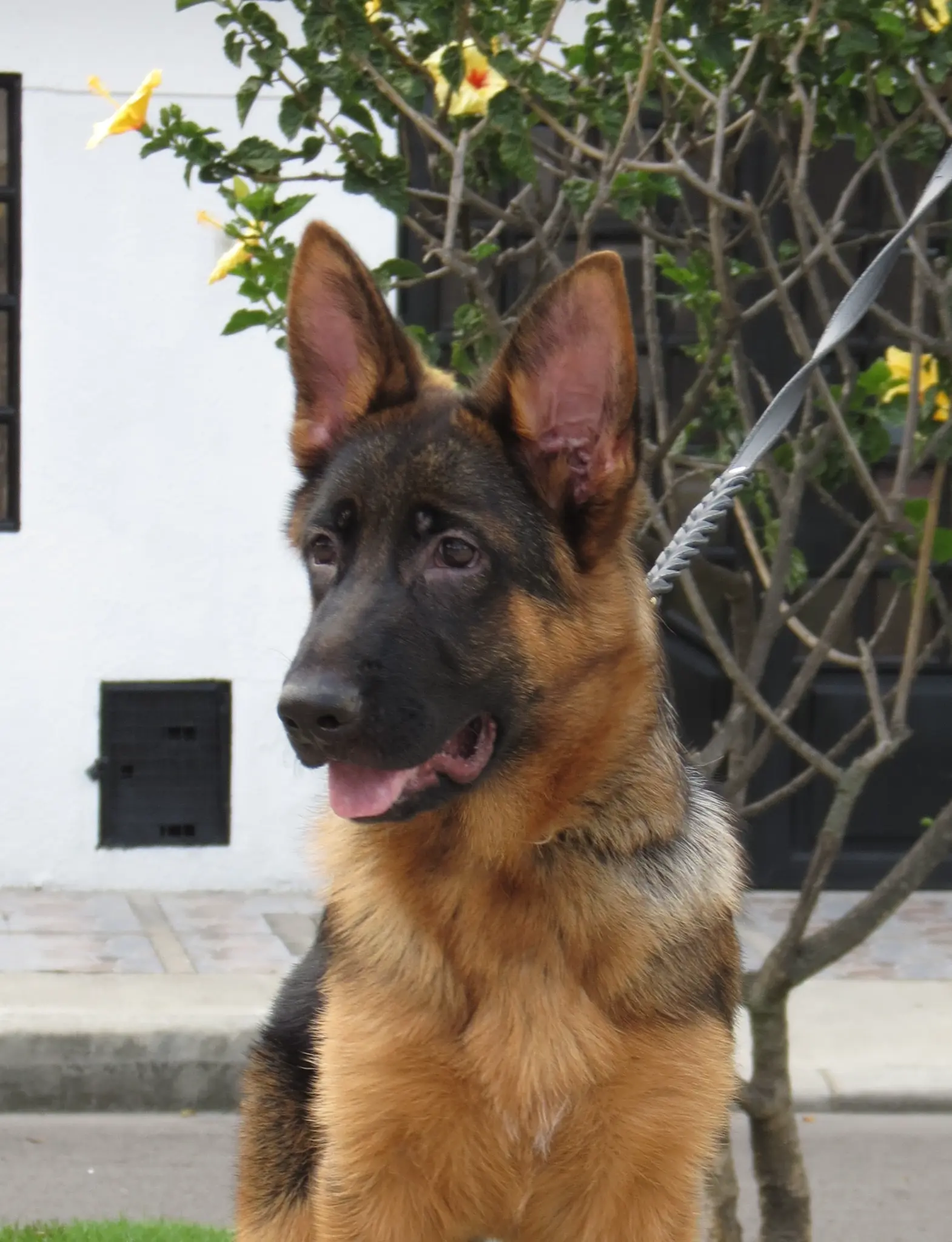 Cachorro