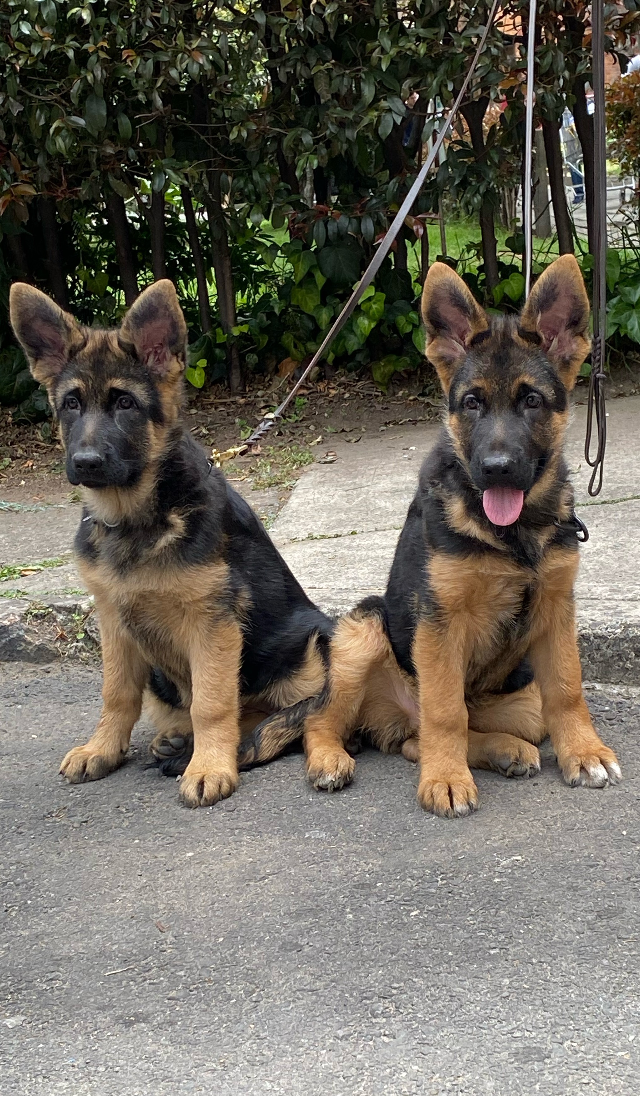 Cachorros Pastor Alemán
