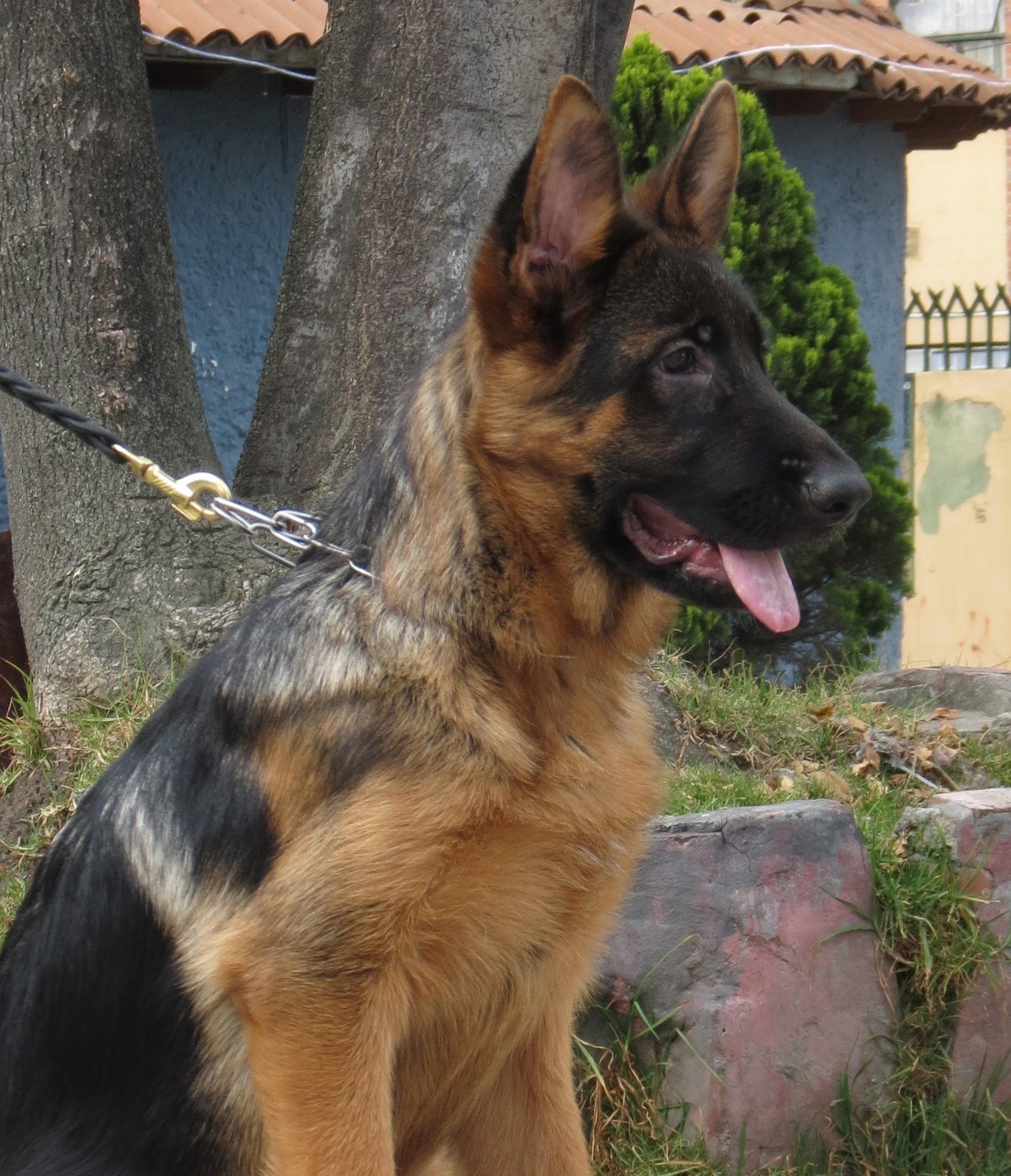 Pastor Alemán