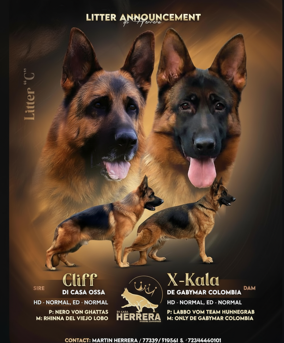 Padres de los cachorros